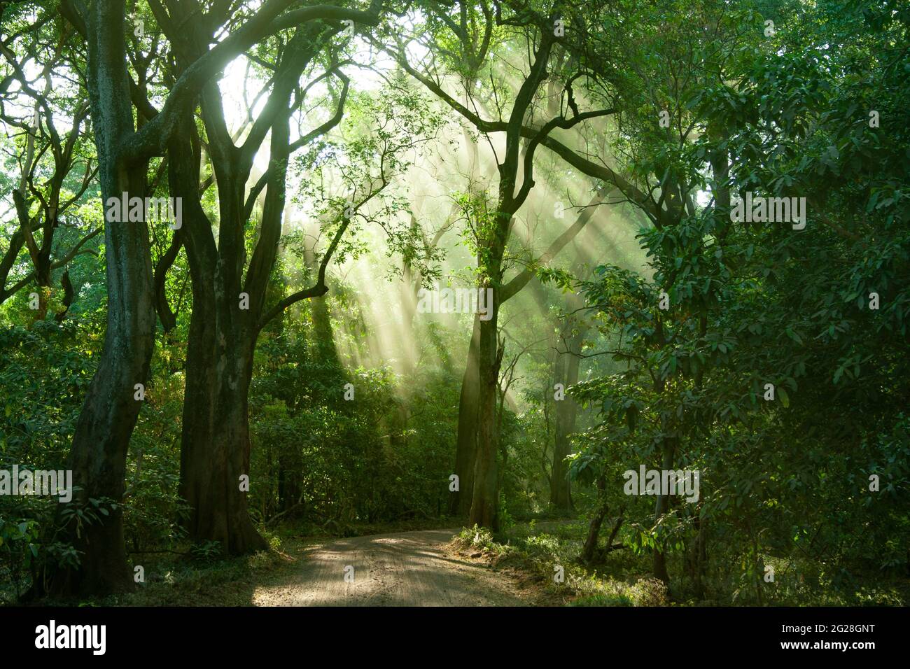 Afrika, Tansania, Lake Manyara National Park angespannte Waldbäume Stockfoto