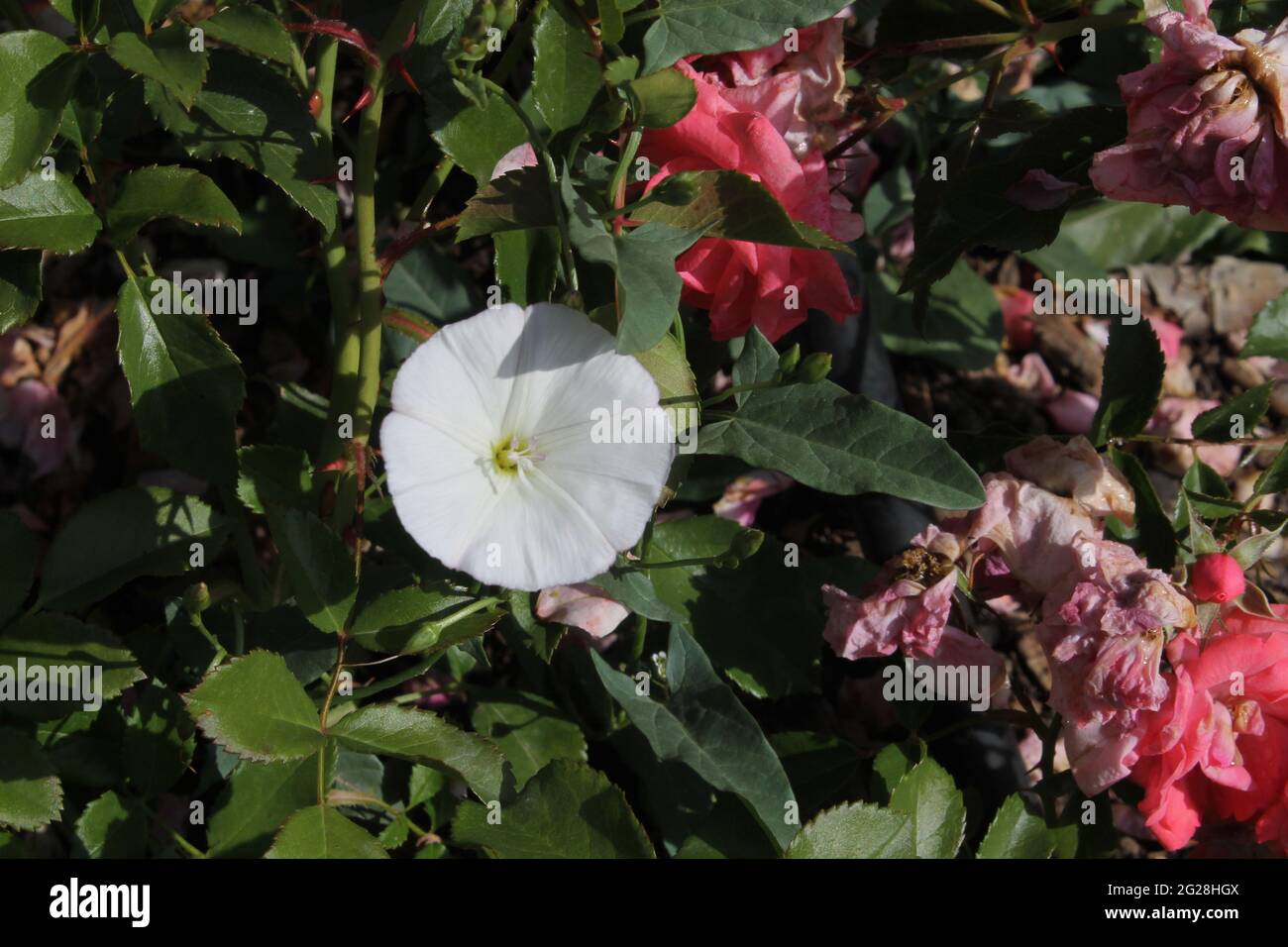 Weiße natürliche Wildblume Stockfoto