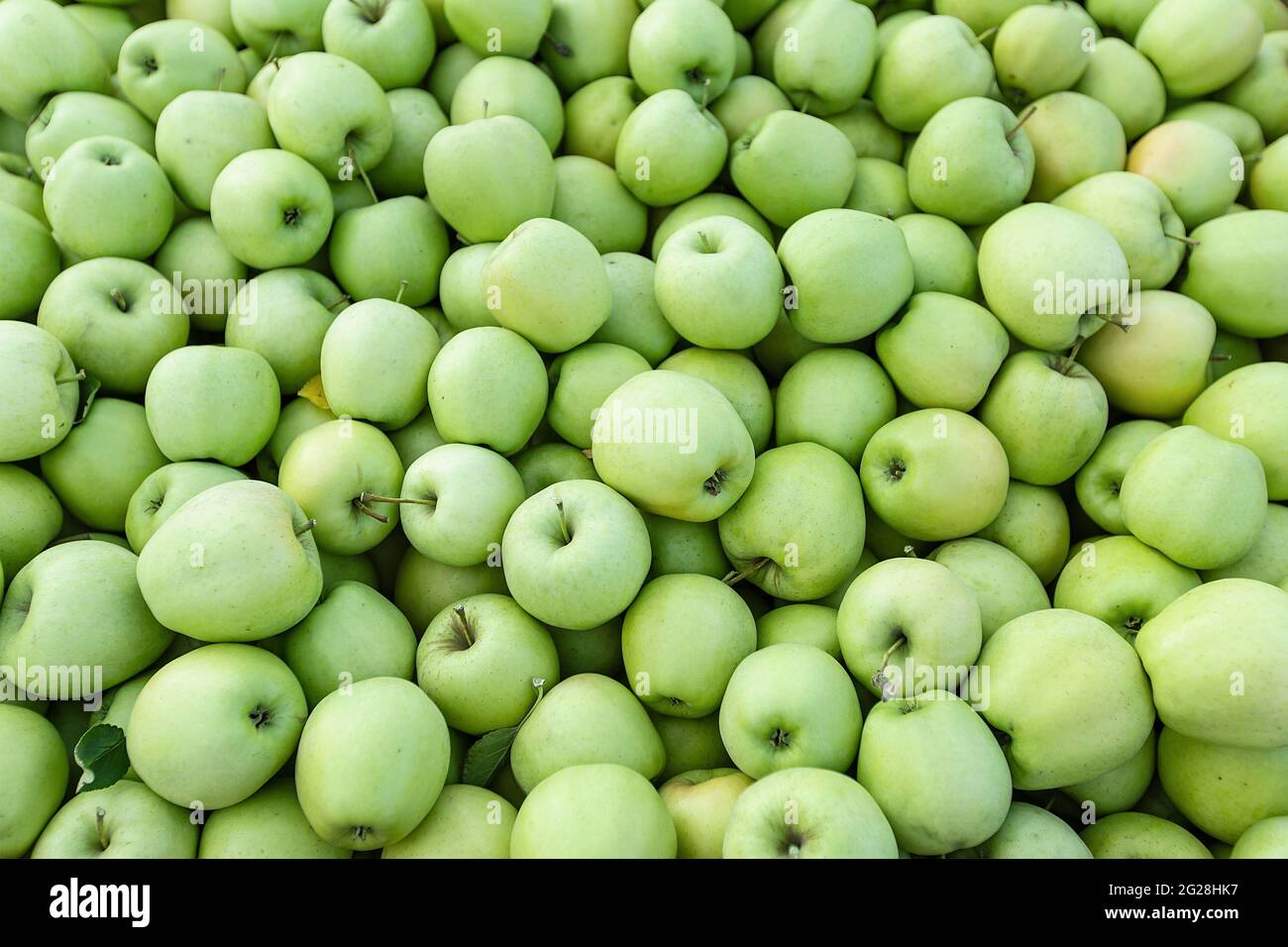 Natürliche Textur, Hintergrund oder Tapete. Große Ernte der Saison, Äpfel für Produktion und Industrie Stockfoto