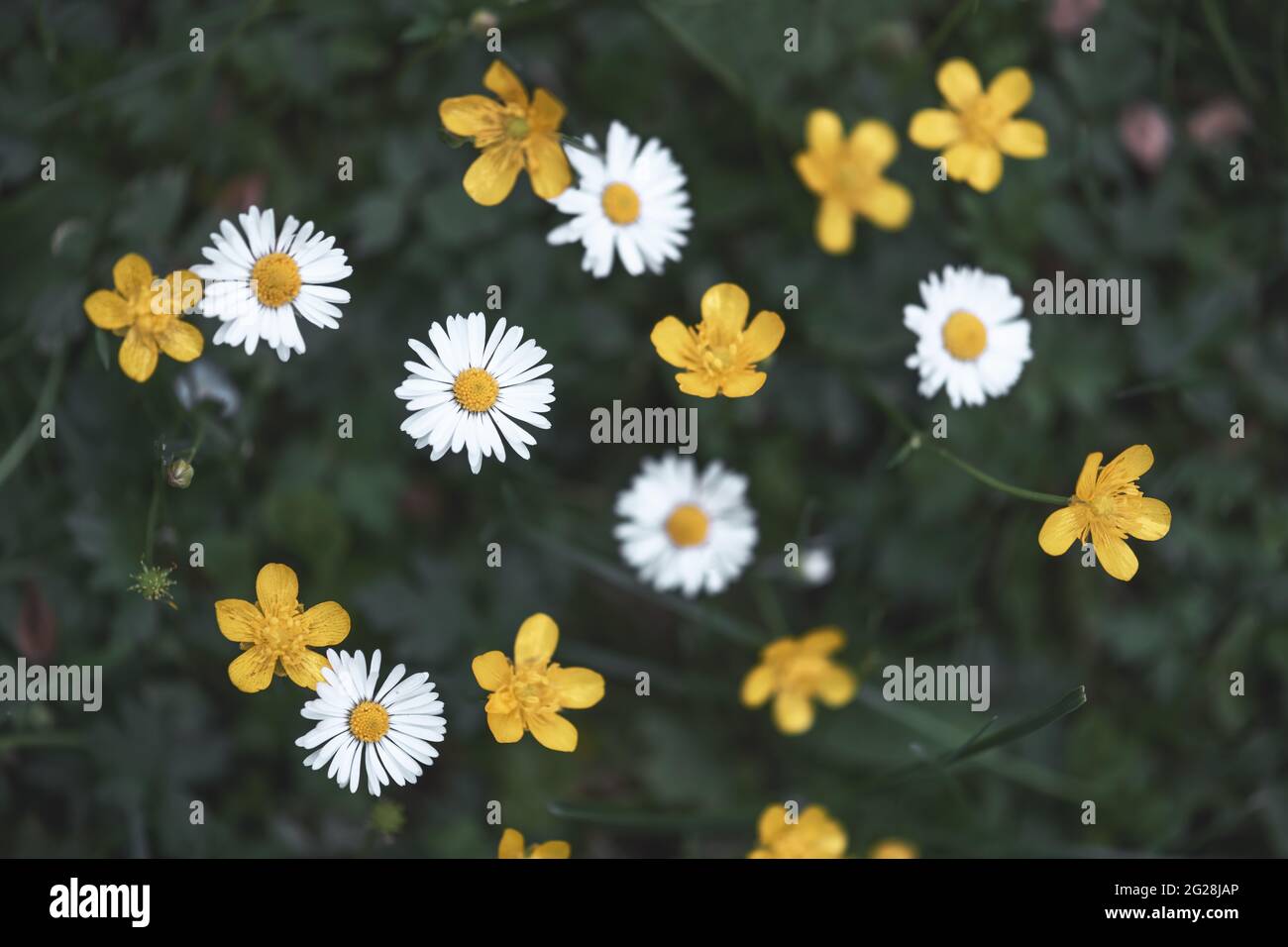 Nahaufnahme von gelben und weißen Wildblumen auf verschwommenem grünem Hintergrund. Natürliche Blumenlandschaft, Ökologie Titelblatt Konzept Stockfoto
