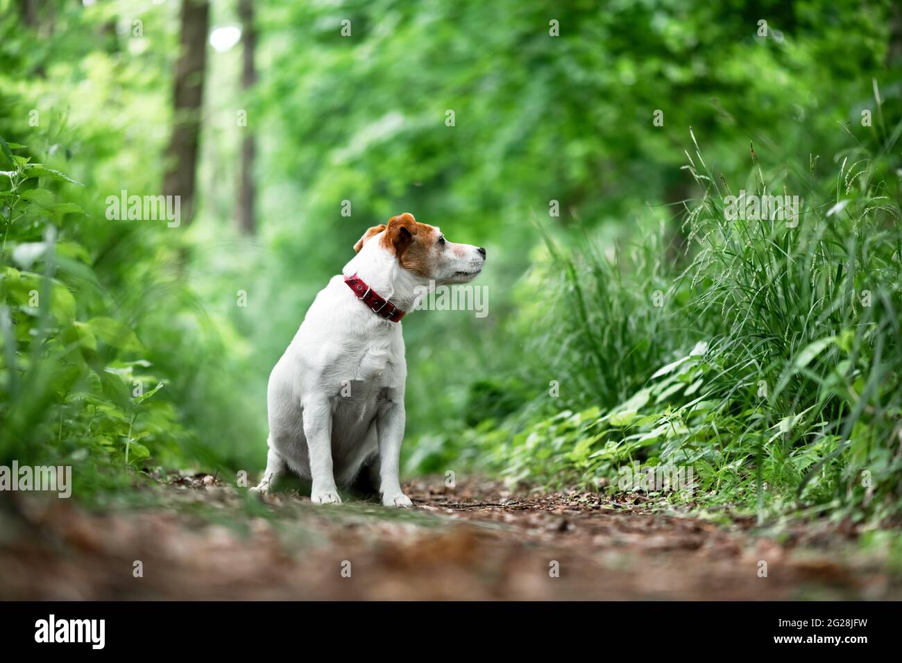 Jack russel Terrier Hund im grünen Frühlingswald mit üppigem Laub. Tier- und Naturfotografie Stockfoto