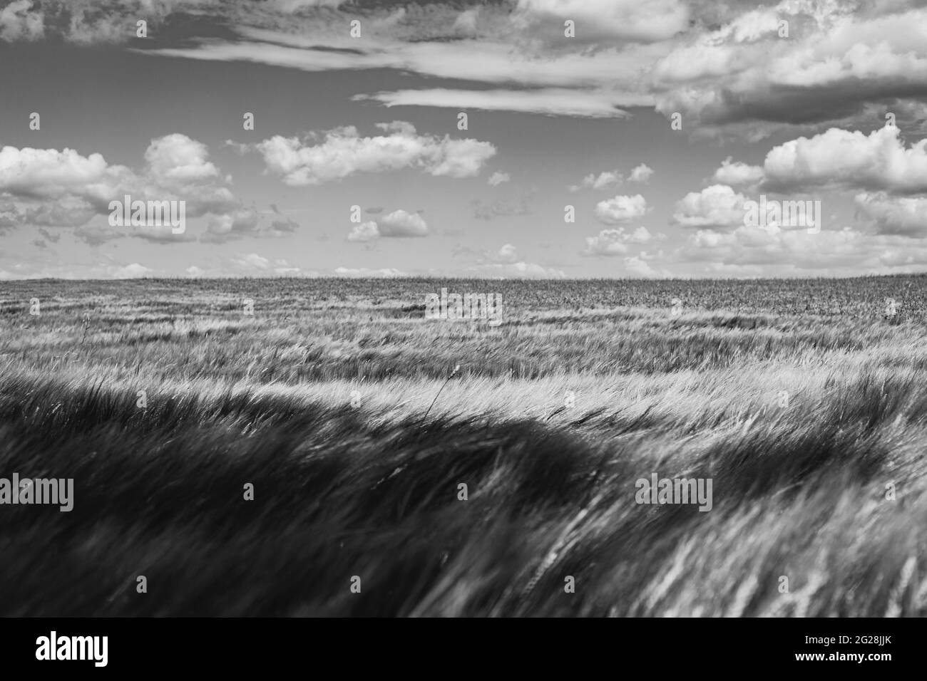Weizenfeld im Sommer mit weißen Wolken am blauen Himmel im Hintergrund Stockfoto