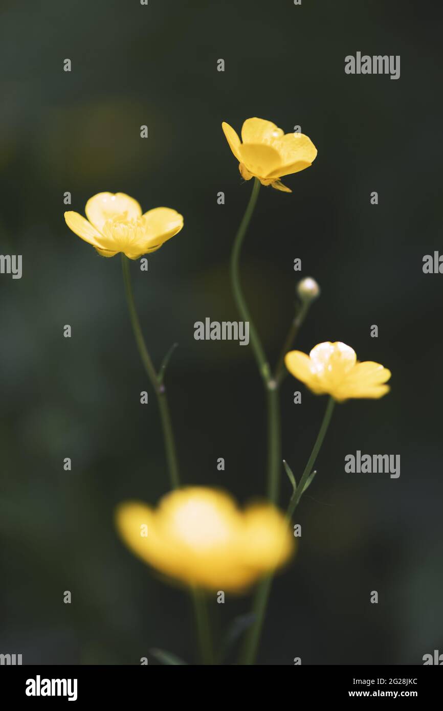 Nahaufnahme von gelben Wildblumen auf verschwommenem grünen Hintergrund. Natürliche Blumenlandschaft, Ökologie Titelblatt Konzept Stockfoto