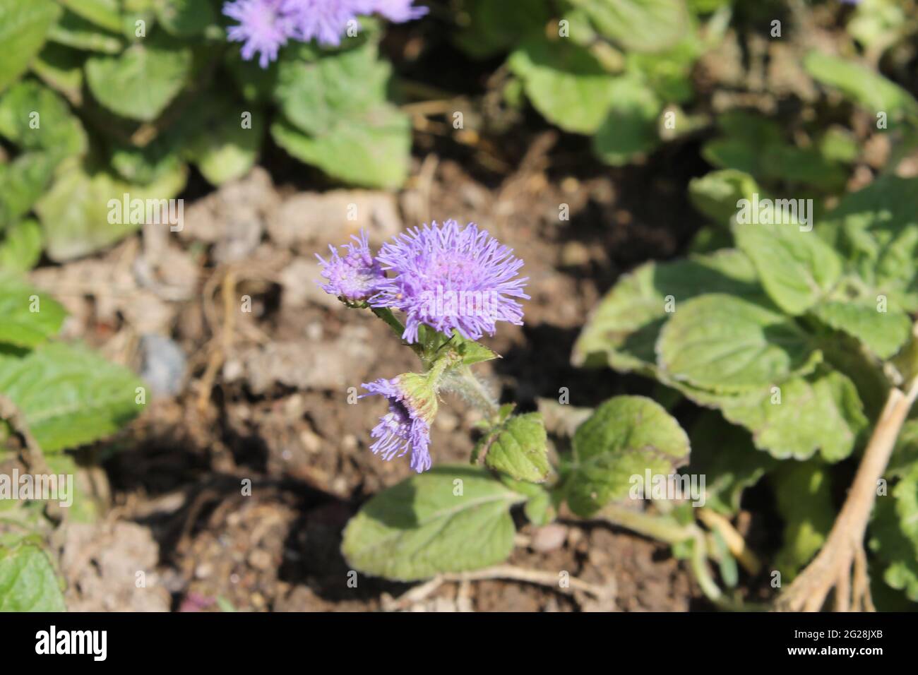 lila Wildblumen Stockfoto