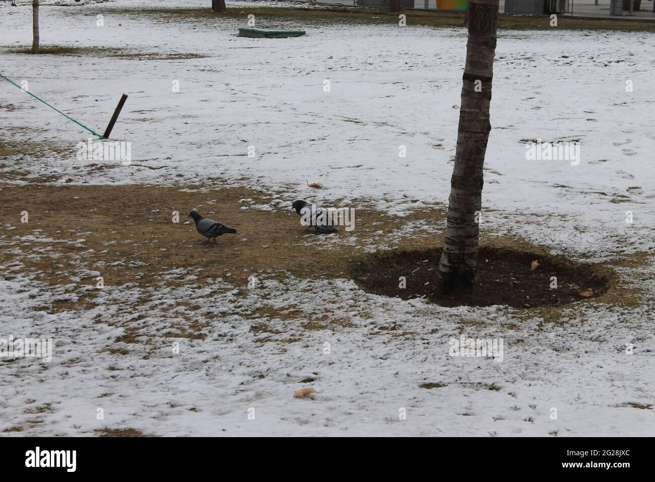 Vögel auf der Suche nach Nahrung auf dem Schnee Stockfoto