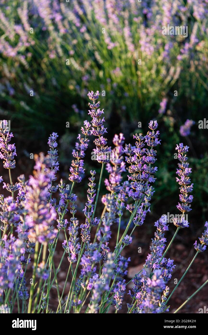 Blütendetail eines Lavendelbusches in der Abendsonne. Selektiver Fokus. Vertikale Fotografie. Stockfoto