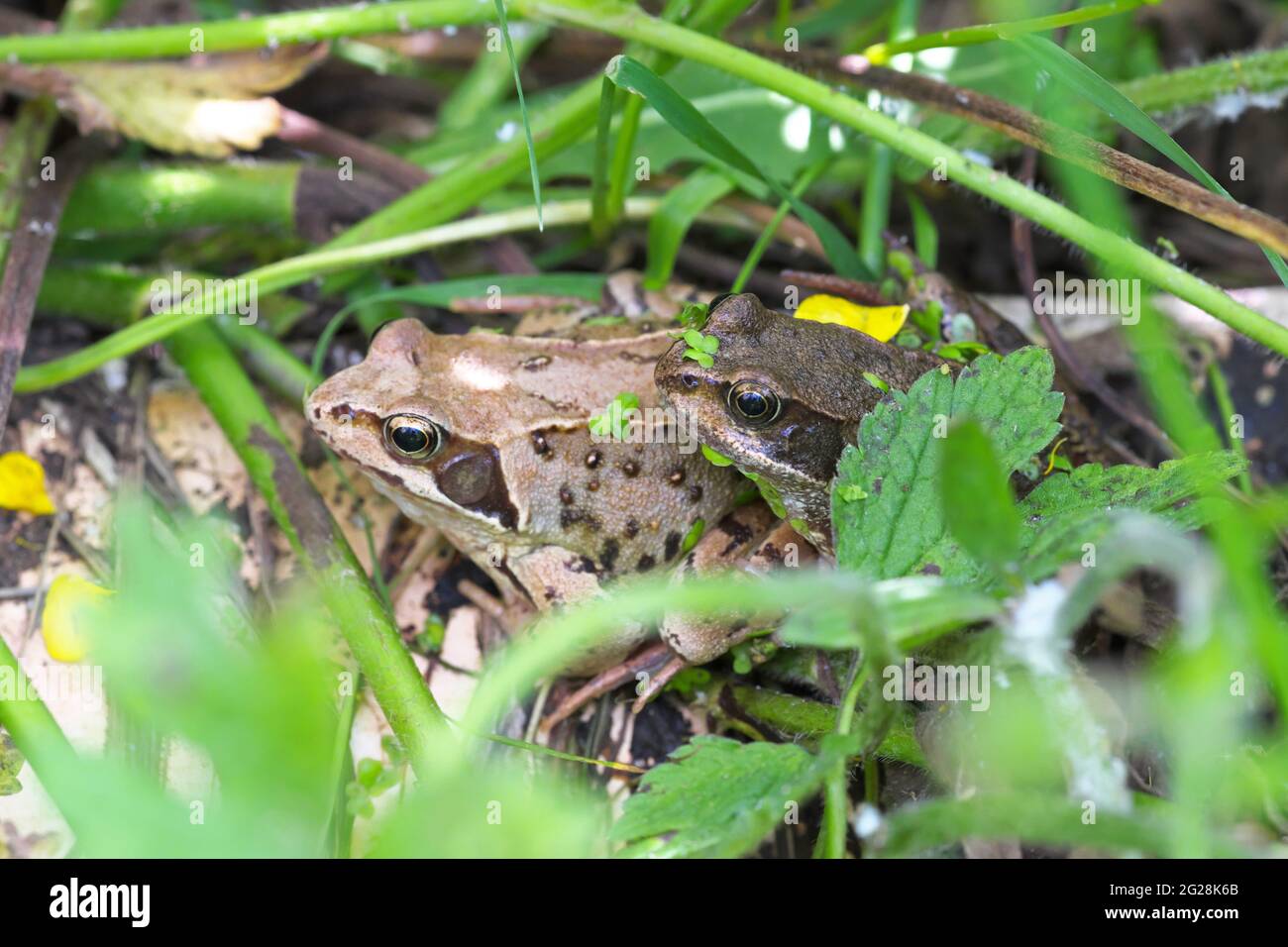 Paar gewöhnliche Frösche ( Rana temporaria ) in Ruhe im britischen Gartenteich Juni 2021 - wahrscheinlich ist das größere Beispiel auf der linken Seite ein Weibchen Stockfoto