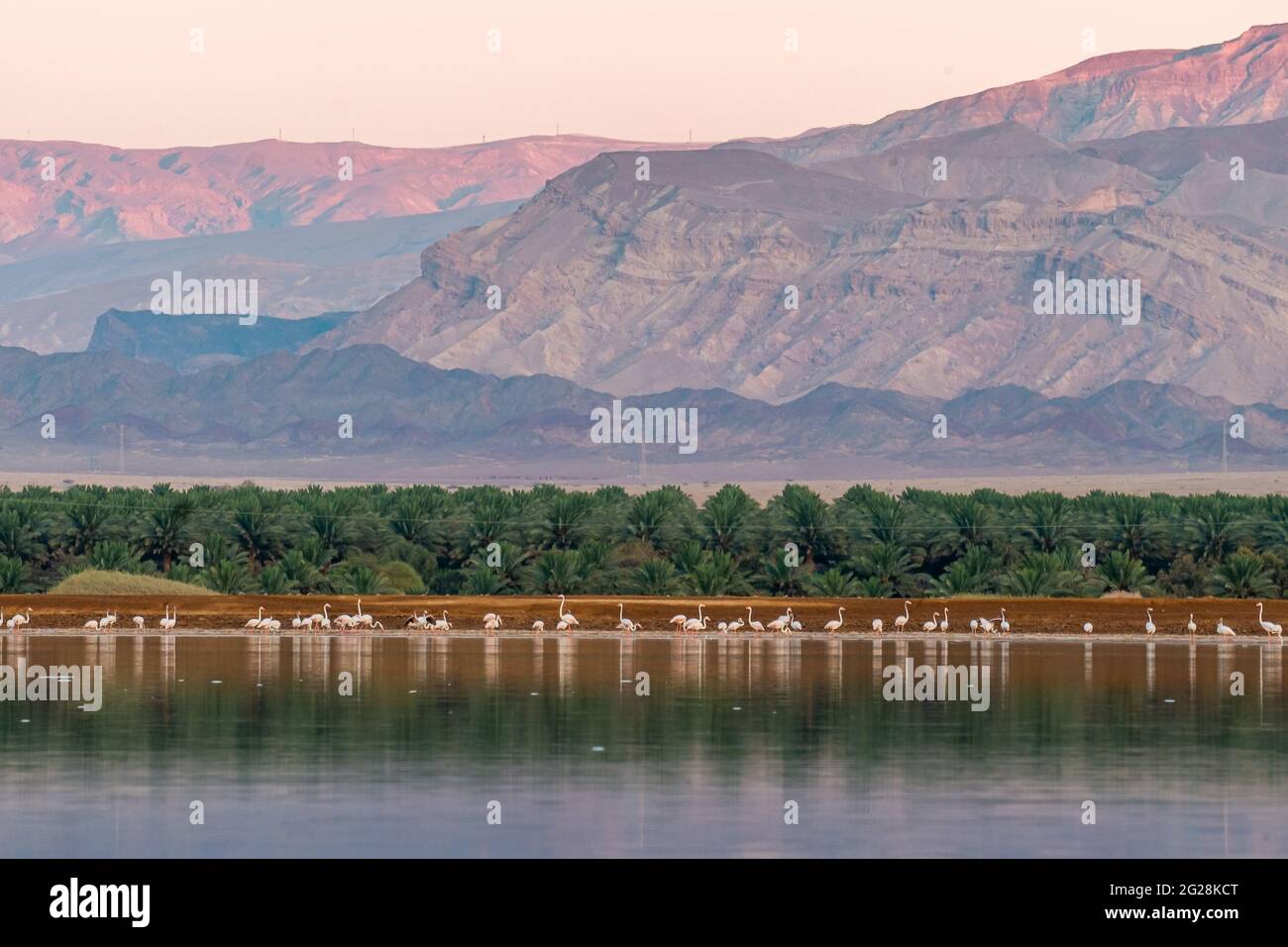 Eine Herde von Flamingo (Phoenicopterus roseus) watend in einem Wasserbecken. Fotografiert in der Arava, in der Nähe von Eilat, Israel, ist der größere Flamingo a la Stockfoto