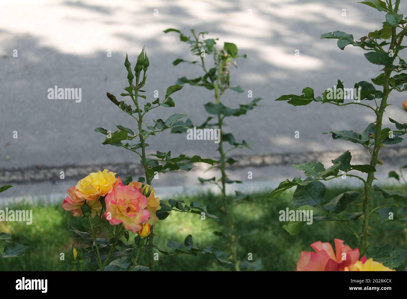 rosen und Rosenblüten im Garten Stockfoto
