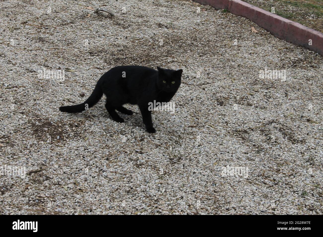 schwarze Katze mit grünen Augen Stockfoto