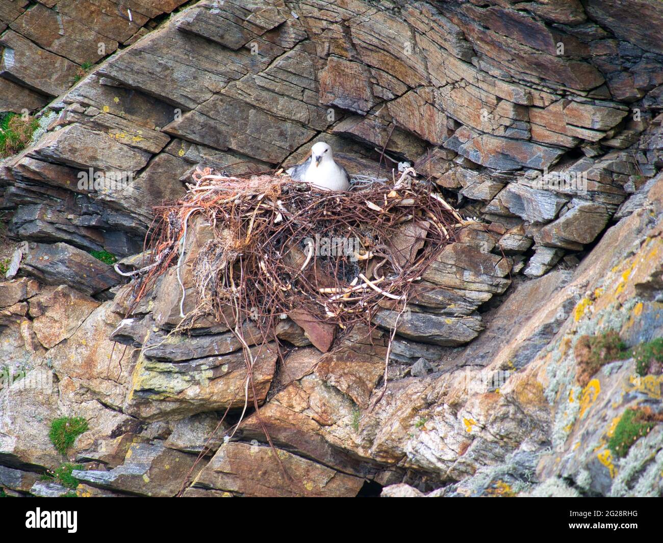 Ein aktives Fulmar-Nest mit Kunststoff- und Metallabfällen - aufgenommen in der Nähe von Collaster auf der Insel Unst in Shetland, Großbritannien. Stockfoto