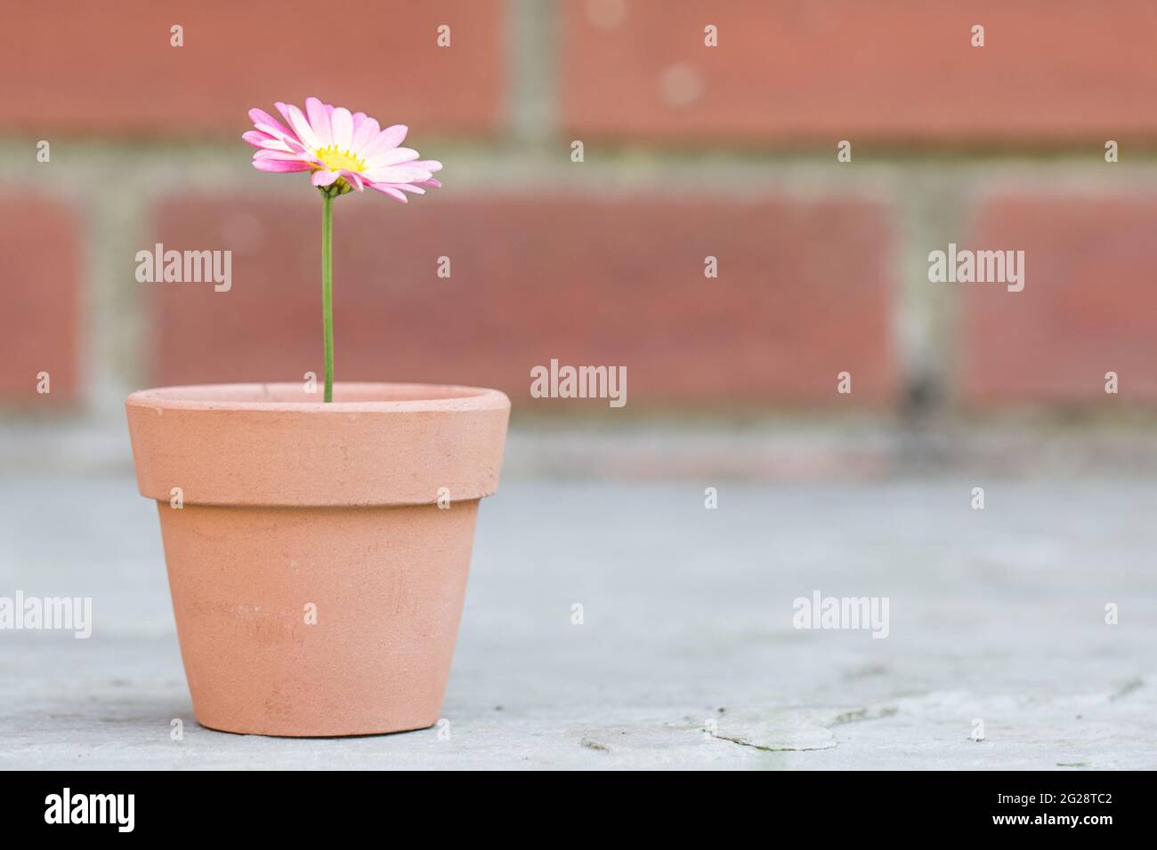 Eine hübsche rosa Gänseblümchen in einem kleinen Blumentopf in einem neuen Lebens- oder Gartenkonzept Stockfoto