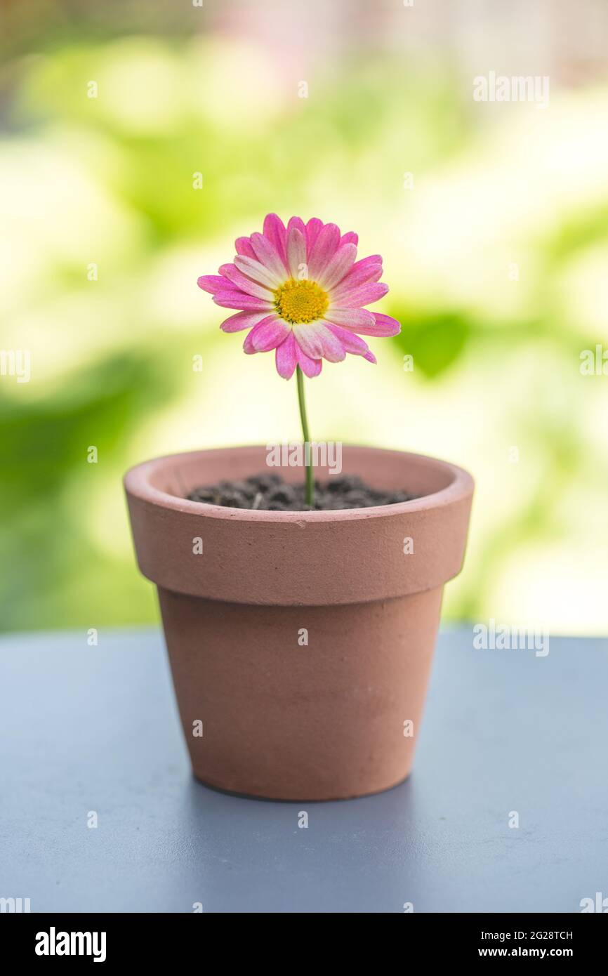 Eine hübsche rosa Gänseblümchen in einem kleinen Blumentopf in einem neuen Lebens- oder Gartenkonzept Stockfoto