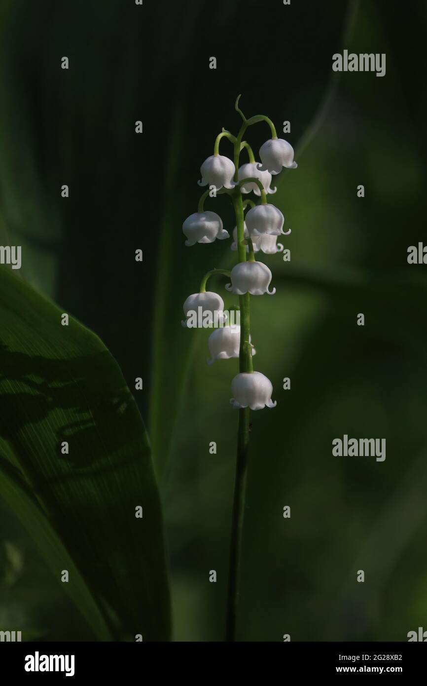 Convallaria majalis, Europäische Maiglöckchen, Konwalia majowa, Maiglöckchen. Maiglöckchen mit weißen Blüten auf dünnem Stiel und grünen Blättern. Stockfoto