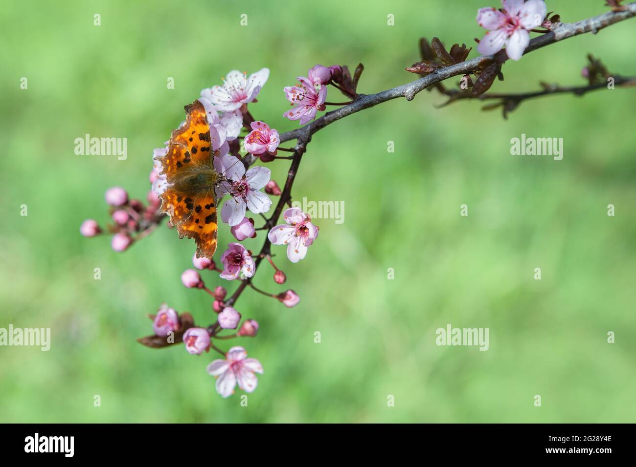 Schöner Schmetterling auf Kirschblütenzweig im Frühling. Natur Hintergrund. Weichfokus Stockfoto