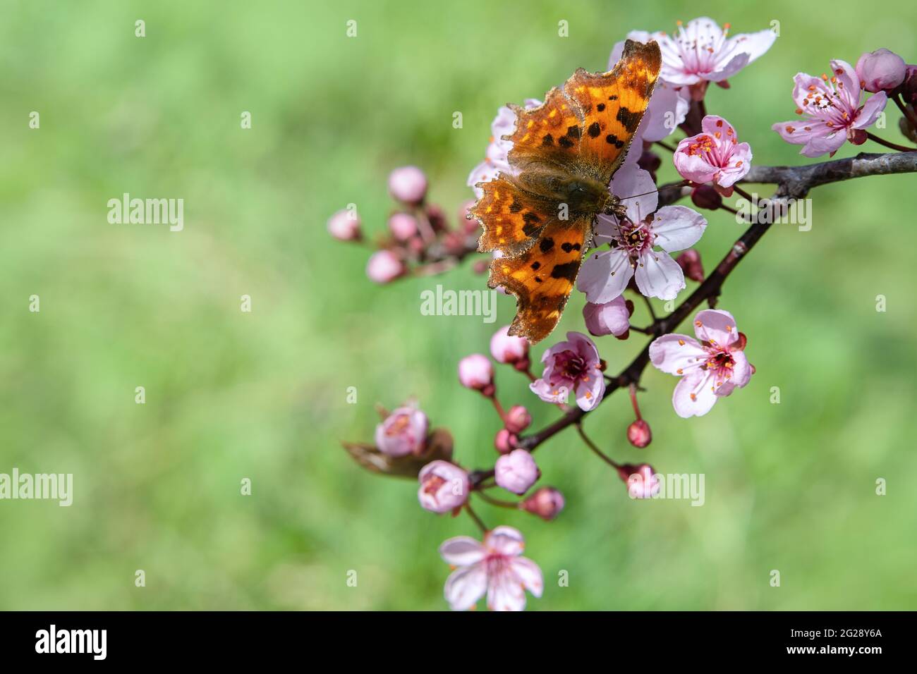 Schöner Schmetterling auf Kirschblütenzweig im Frühling. Natur Hintergrund. Weichfokus Stockfoto