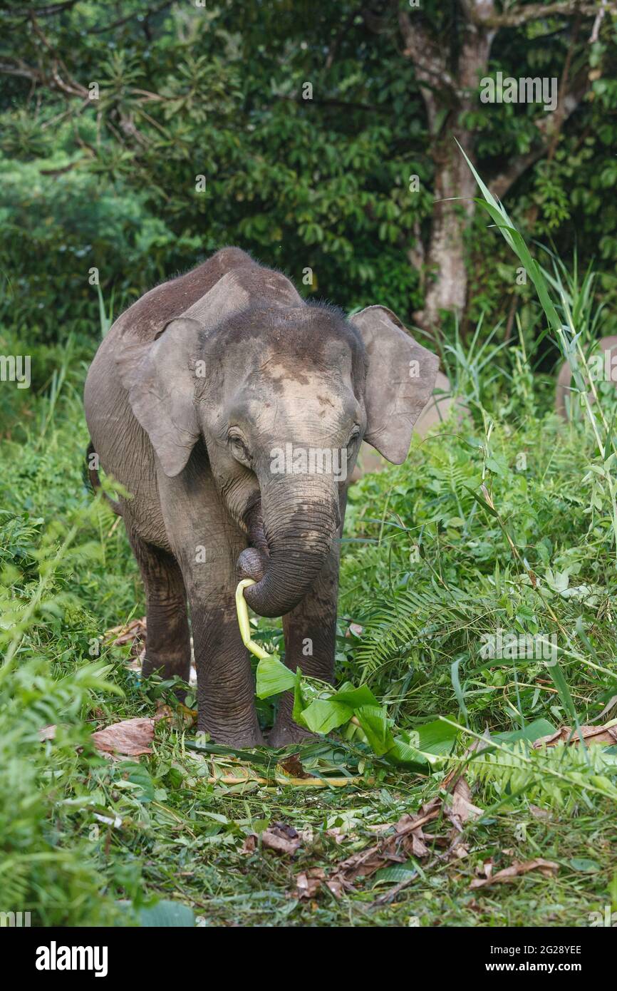 Borneo-Pygmäen-Elefanten (Elephas maximus borneensis), die im Dschungel von Borneo essen. Kinabatang River, Borneo, Asien Stockfoto