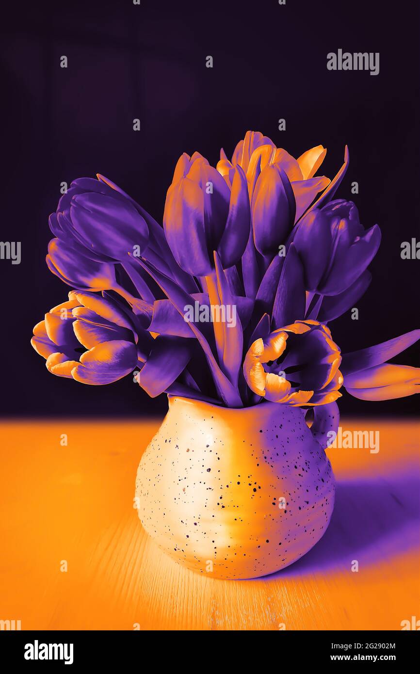Mystische Duoton-Komposition mit Tulpen in einem Krug auf schwarzem Hintergrund mit Mondlicht. Halloween-Stimmung. Nacht, Phantasie, Blumenstillleben Stockfoto