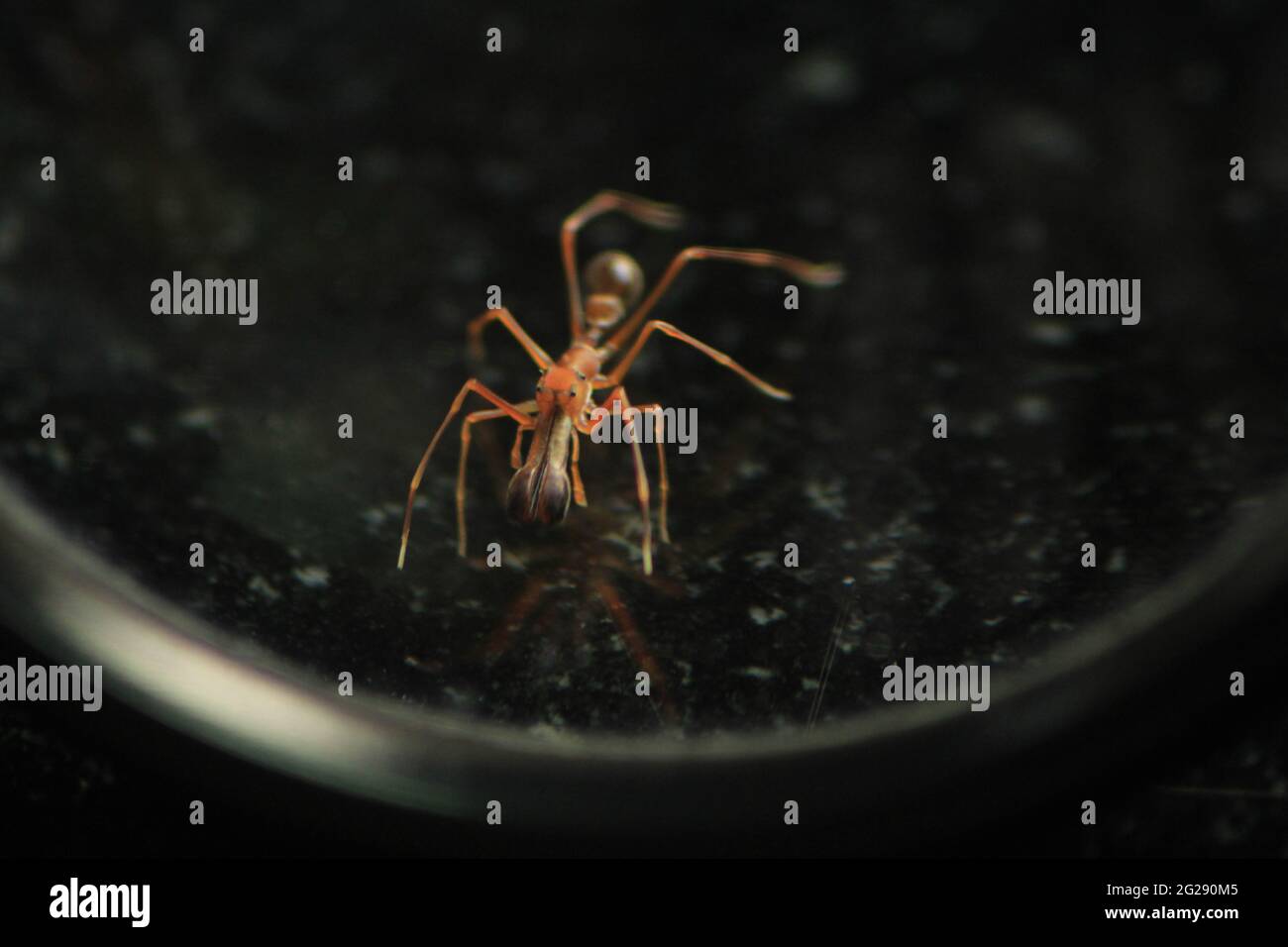 Spinnenanamse - Insekten - Spinne entwickelte sich zu Ameisenformen, um sich in einer Ameisenkolonie zu vereinigen und sich von anderen Ameisen zu ernähren. Verkleidete Spinne. Stockfoto