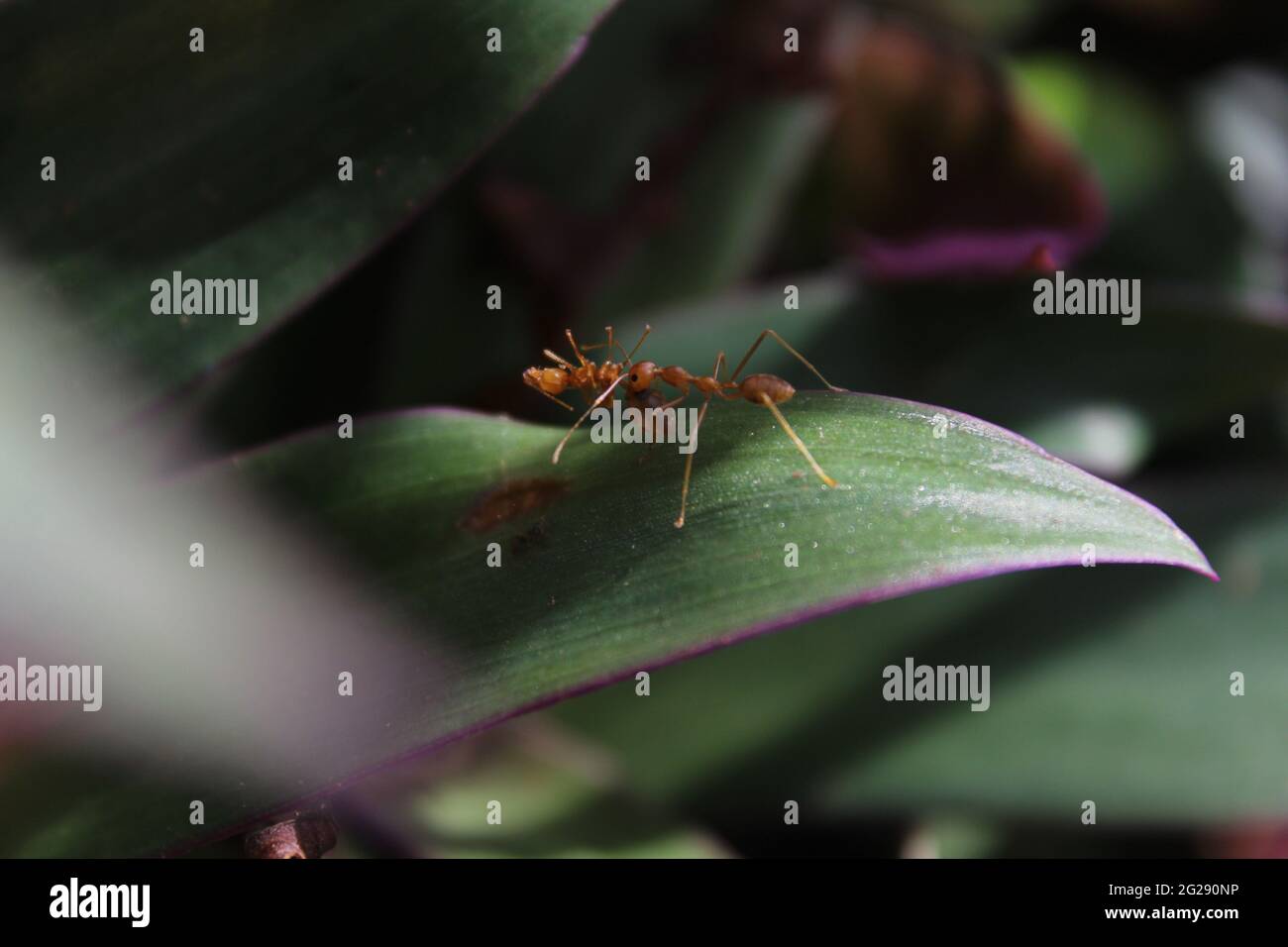 Ameisen-Teamarbeit. Ameise trägt eine weitere tote Ameise. Freundschaft zwischen Ameisen. Teamarbeit und Freundschaft. Insekten helfen sich gegenseitig Stockfoto