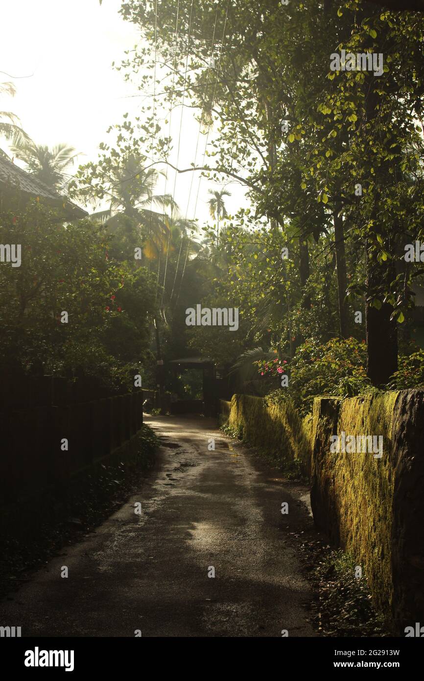 Pfad oder kleine Straße in einer dichten Evergreen Forest Town mit mosbedeckten Mauern in Kerala, Indien. Straße durch ein Walddorf Stockfoto
