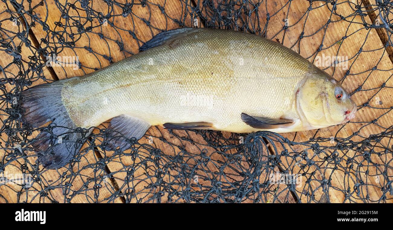 Eine frisch gefangenen rohen Fischschaufel und ein Käfig auf einer hölzernen Oberfläche. Eine Art von strahlengeläufigen Fischen der Karpfenfamilie, der einzige Vertreter der Stockfoto