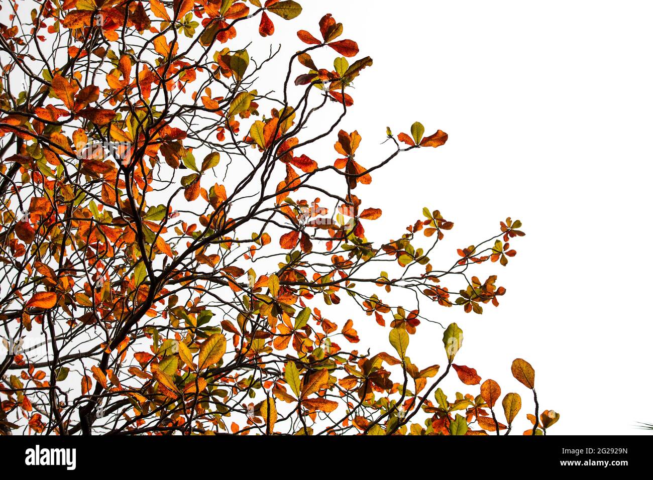 Terminalia catappa Blätter Herbstsaison auf weißem Hintergrund., bengalmandel, indische Mandel. Stockfoto