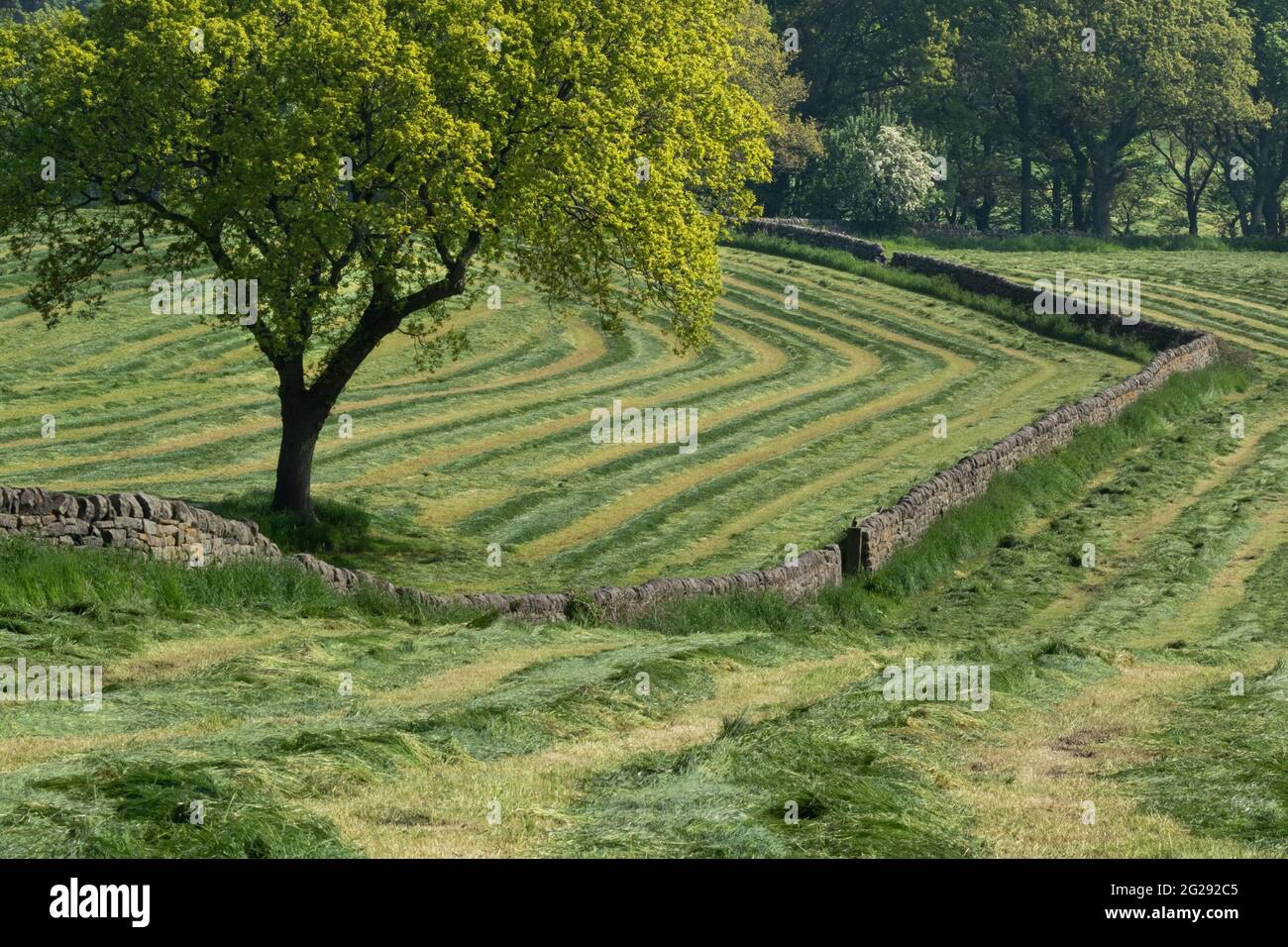 Gras wird für Silage geschnitten und in Reihen zum Trocknen gelassen. Dieses Gras wird Winterviehfutter liefern. Stockfoto