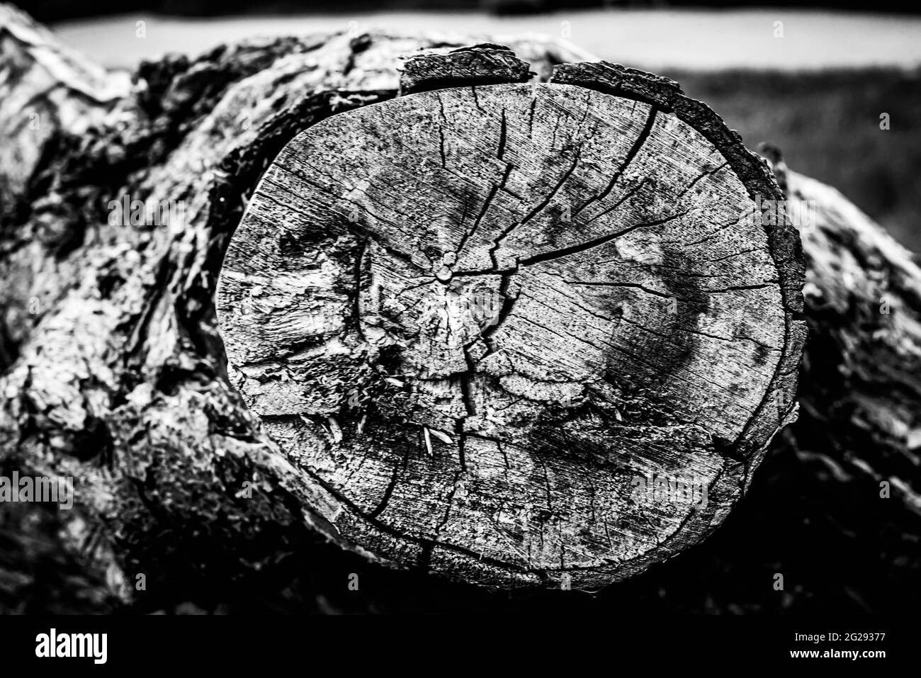 Ein Nahaufnahme eines toten Baumes, der die Linien, Konturen und Falten von etwas zeigt, das technisch zwar tot ist, aber dennoch sehr lebendig erscheint. Stockfoto