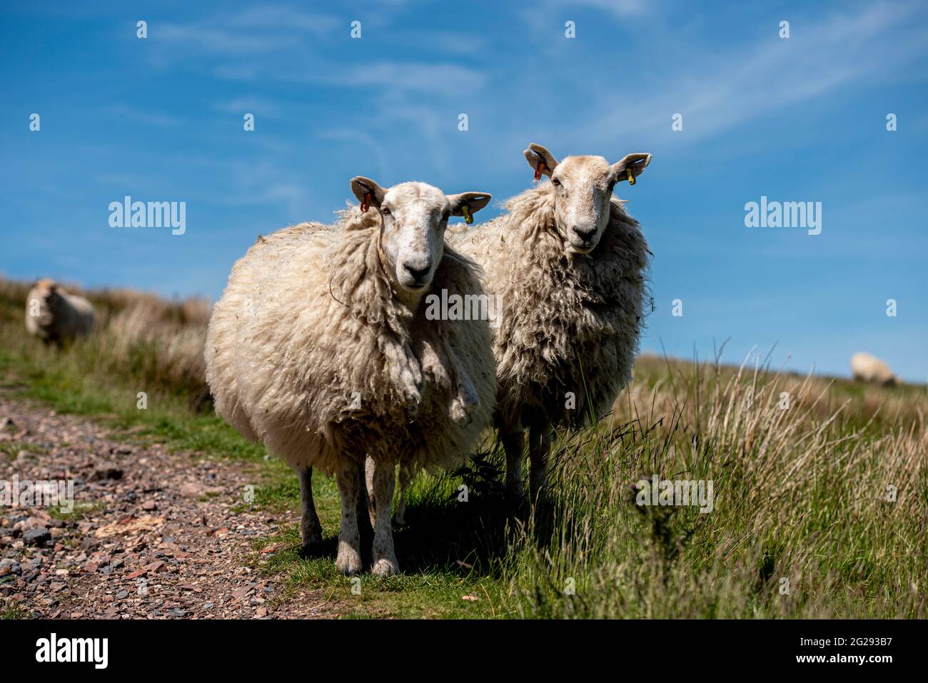 UK Wetter; 9. Juni 2021: Schafe sonnen sich im herrlichen Sonnenschein auf den walisischen Hügeln von Ton Pentre, Rhondda Valley. Pic Credit: Andrew Dowling/Alamy Live News Stockfoto