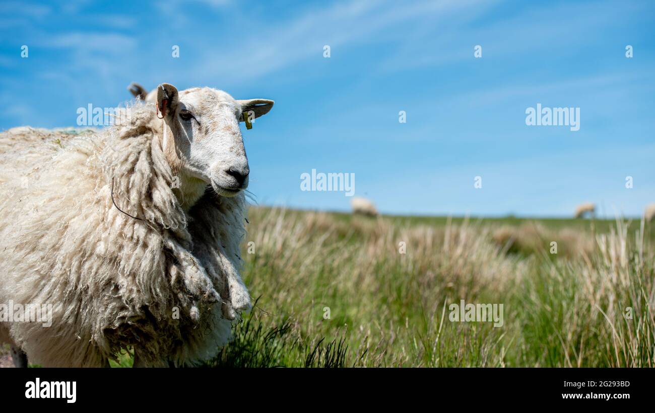 UK Wetter; 9. Juni 2021: Schafe sonnen sich im herrlichen Sonnenschein auf den walisischen Hügeln von Ton Pentre, Rhondda Valley. Pic Credit: Andrew Dowling/Alamy Live News Stockfoto