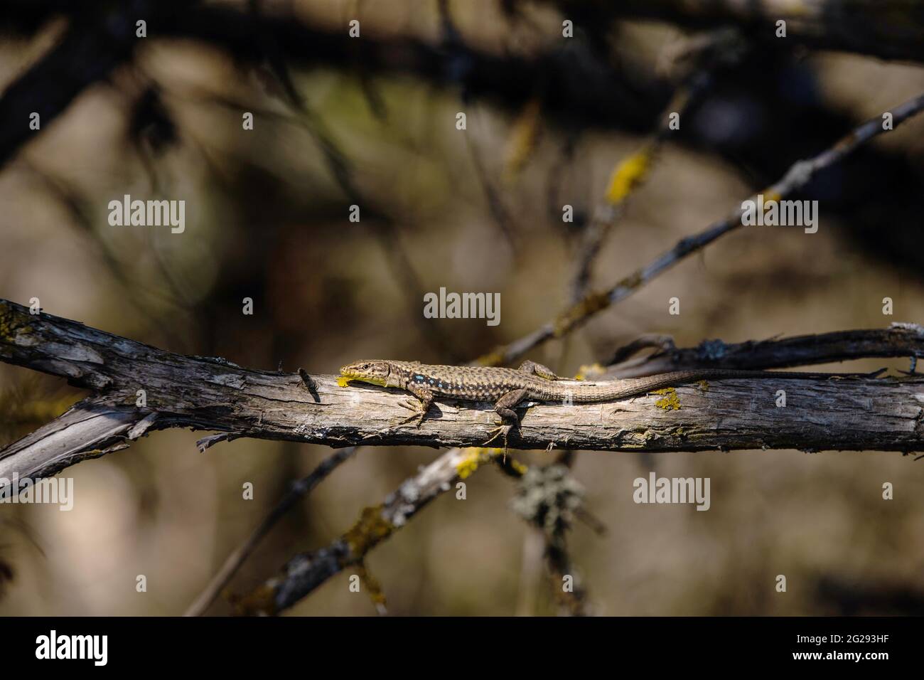 Kleine zootoca vivipara auf Baumzweig in freier Wildbahn Stockfoto