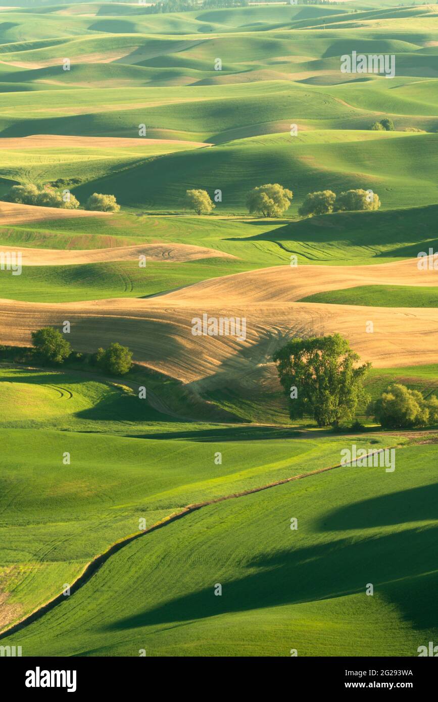 Grüne, sanfte Hügel mit Weizenfeldern aus dem Palouse im US-Bundesstaat Washington Stockfoto