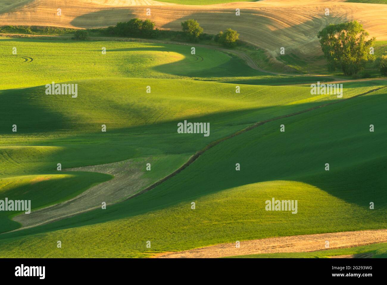 Grüne, sanfte Hügel mit Weizenfeldern aus dem Palouse im US-Bundesstaat Washington Stockfoto