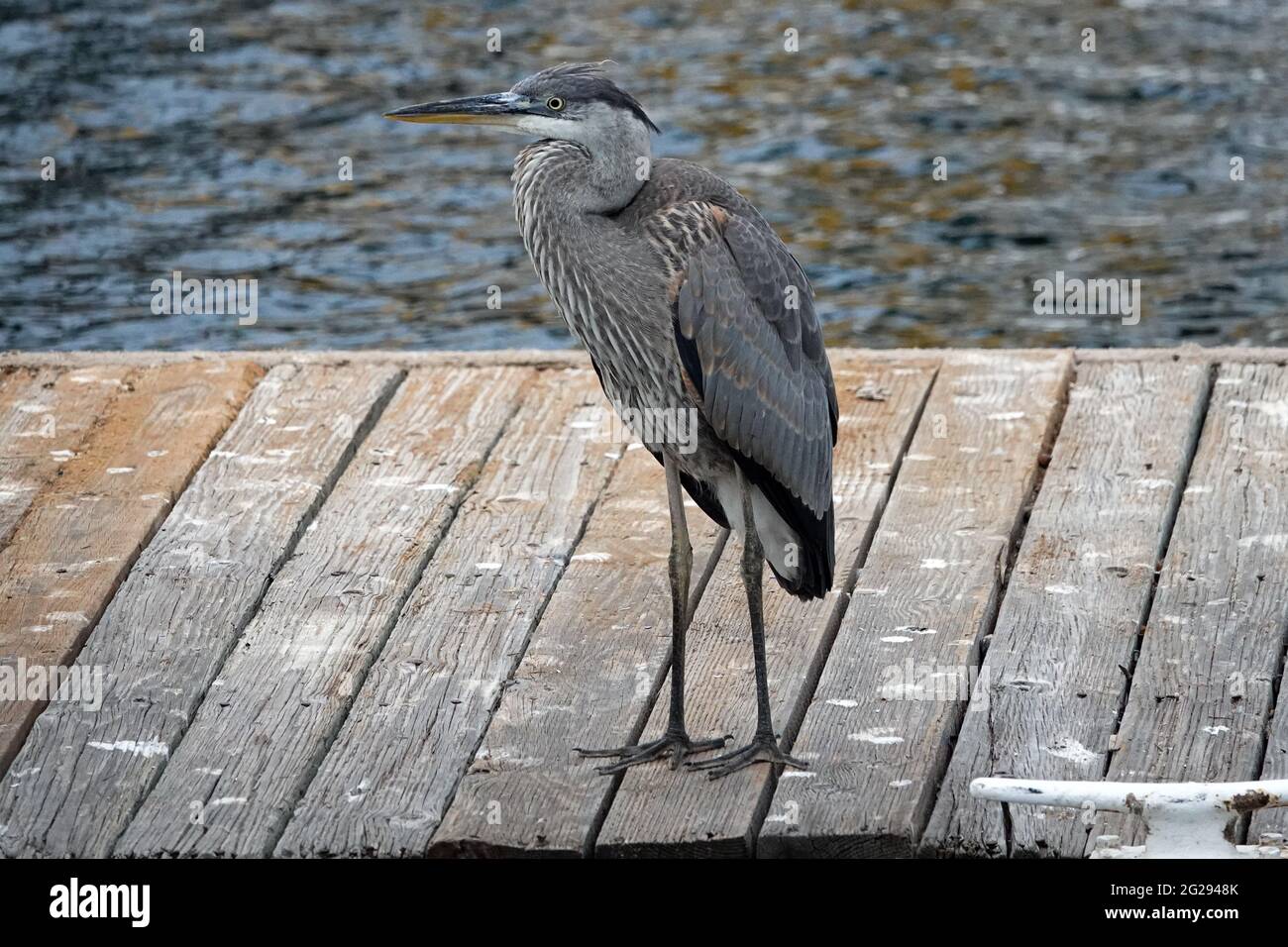 Ein großer Blaureiher (Ardea herodias) steht auf einem Bootsanleger in Redondo Wharf und versucht herauszufinden, was er für ein Abendessen benötigt. Stockfoto