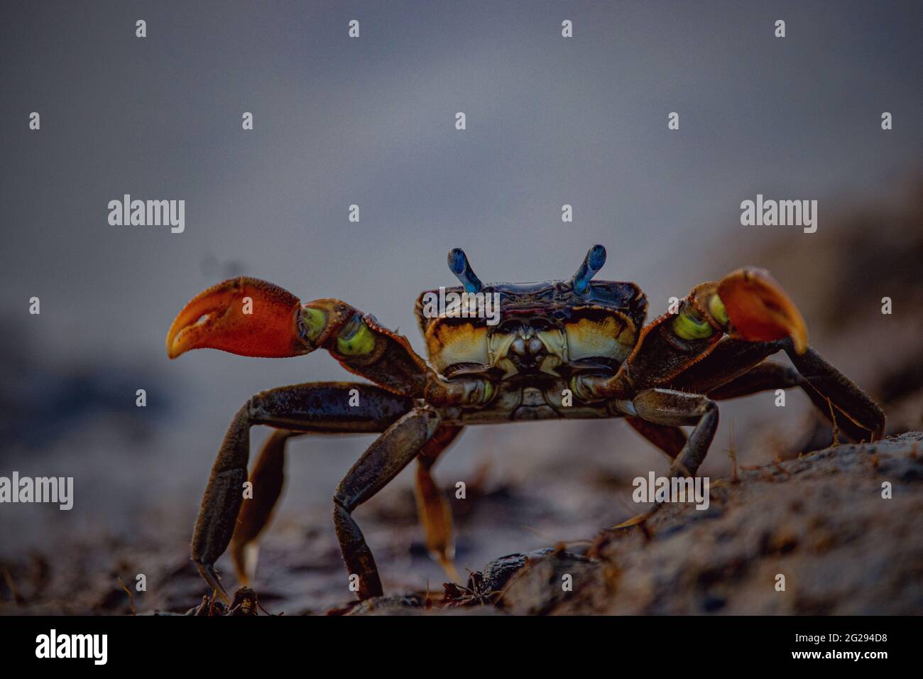Makrofoto einer kleinen roten Krabbe am Strand mit einem wütenden Gesicht. Stockfoto
