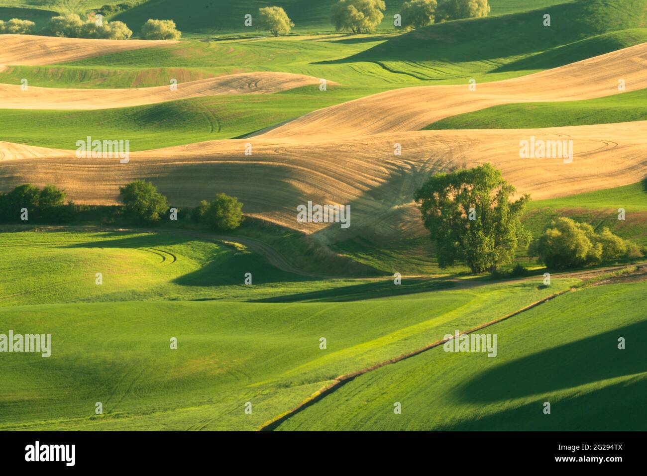 Grüne, sanfte Hügel mit Weizenfeldern aus dem Palouse im US-Bundesstaat Washington Stockfoto