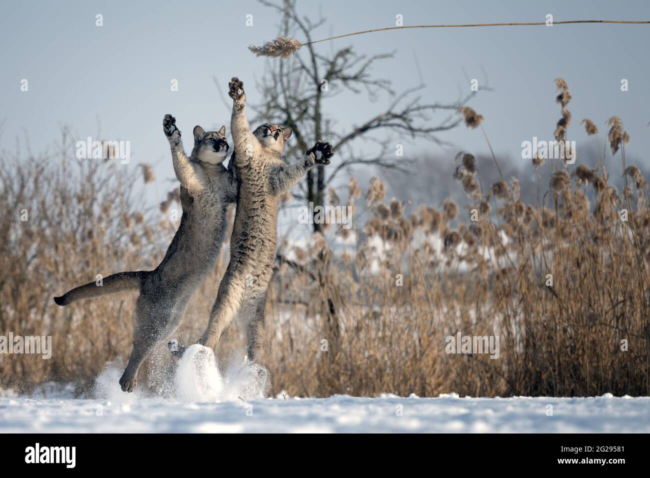 Amerikanische Puma-Jungen, die im weißen Schnee spielen. Stockfoto