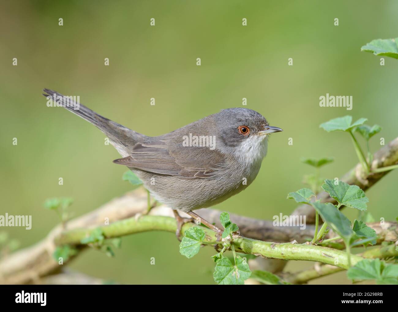 Sardischer Waldsänger (Curruca melanocephala) Weibchen thront aus der Nähe Seitenansicht auf Zweig Blick auf die Kamera mit glattem grünen Hintergrund Stockfoto