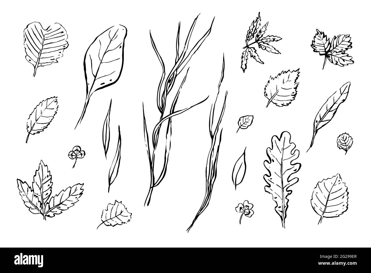 Lässt Skizzen gesetzt. Handgezeichnete Kräuter isoliert auf weißem Hintergrund. Sammlung von Kritzelpflanzen. Natur, Gartenarbeit, Wald, Sommer, Herbstschilder. Blatt von Stock Vektor
