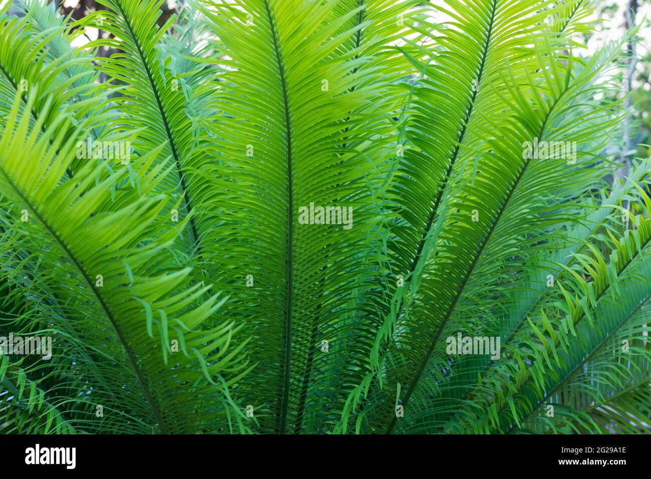 Hintergrund und Textur der Farnblätter. Stockfoto