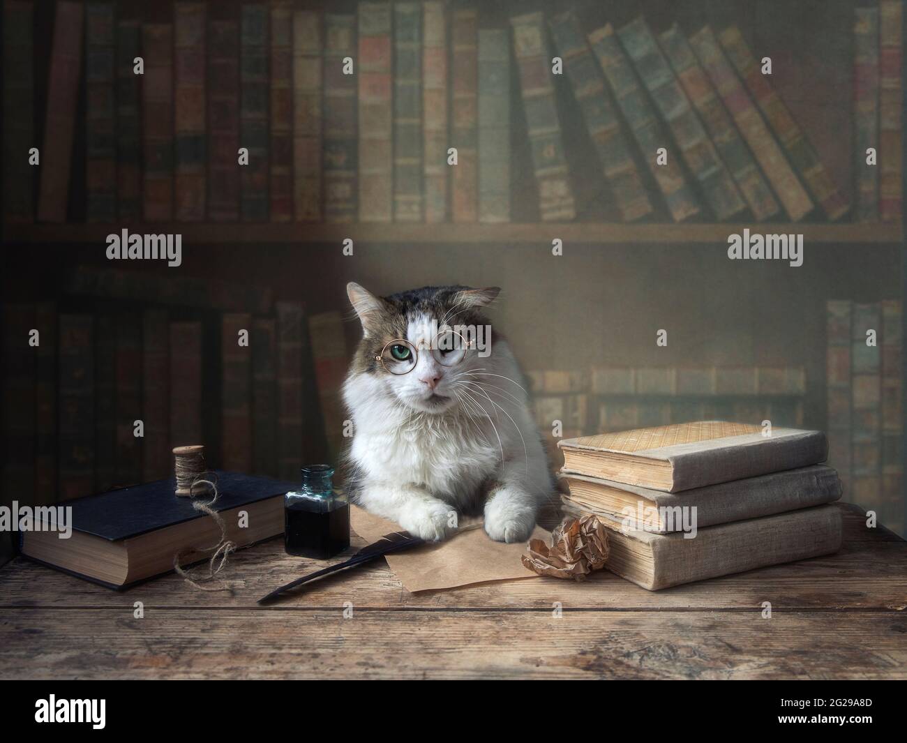 Lustige Katze mit Brille sitzt an einem Tisch in der Bibliothek Stockfoto