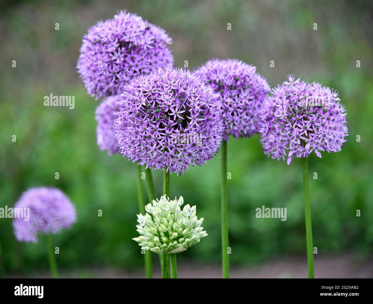 Allium nigrum im Garten Stockfoto