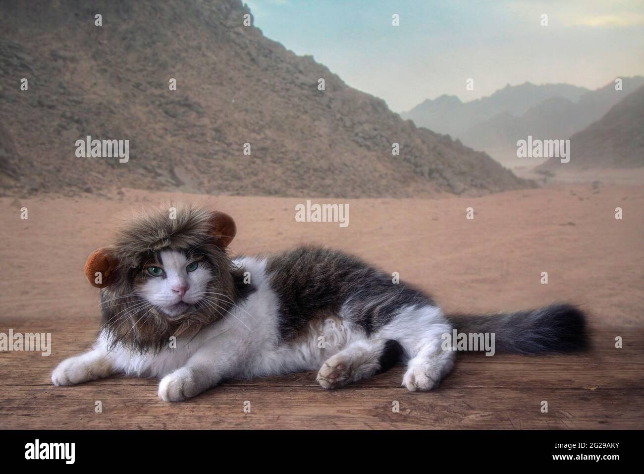 Lustige Katze mit einer Löwenmähe auf einem Wüstenhintergrund Stockfoto