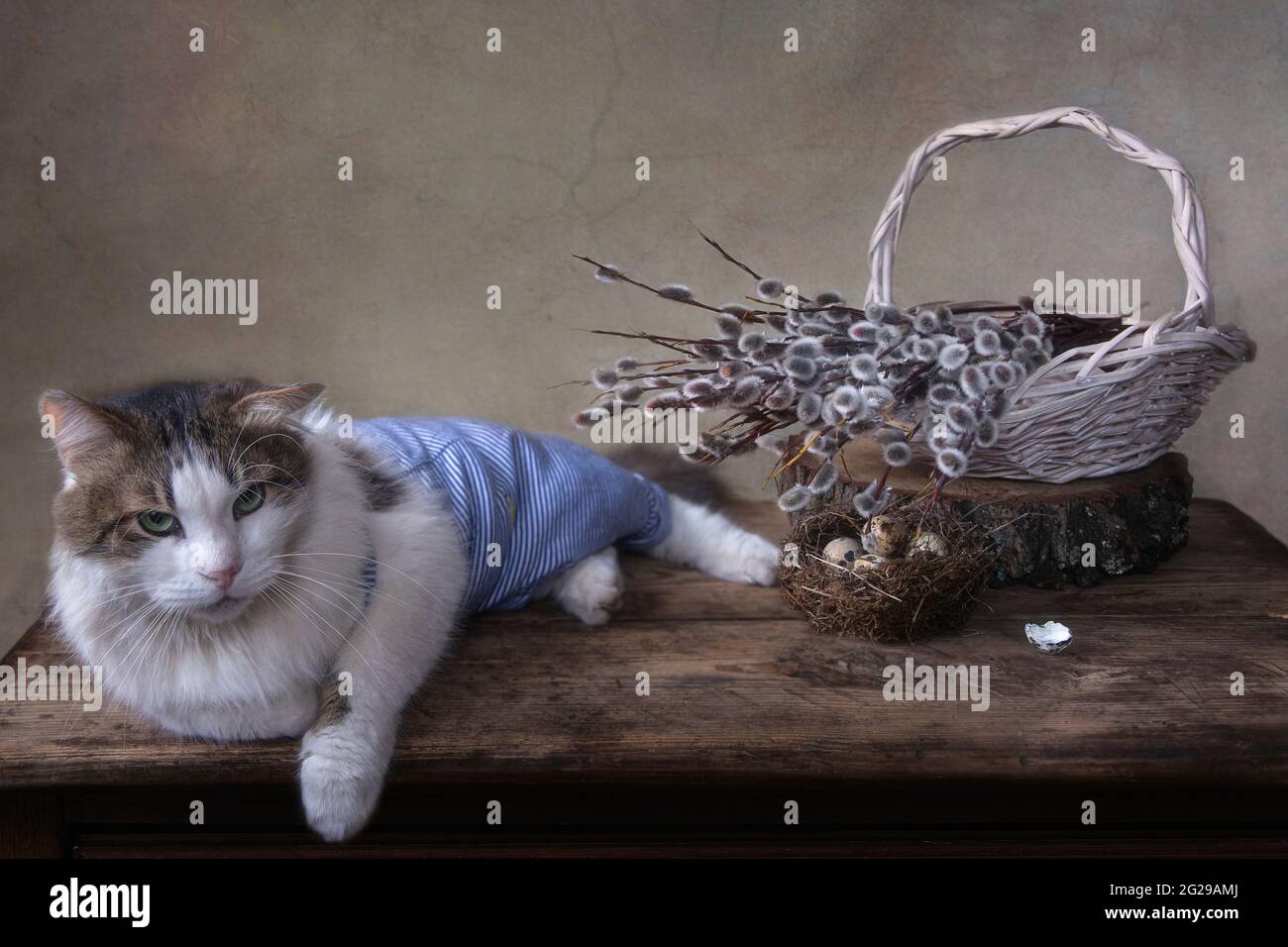 Entzückende Katze liegt auf einem Tisch und die Weidenzweige des Frühlings Stockfoto