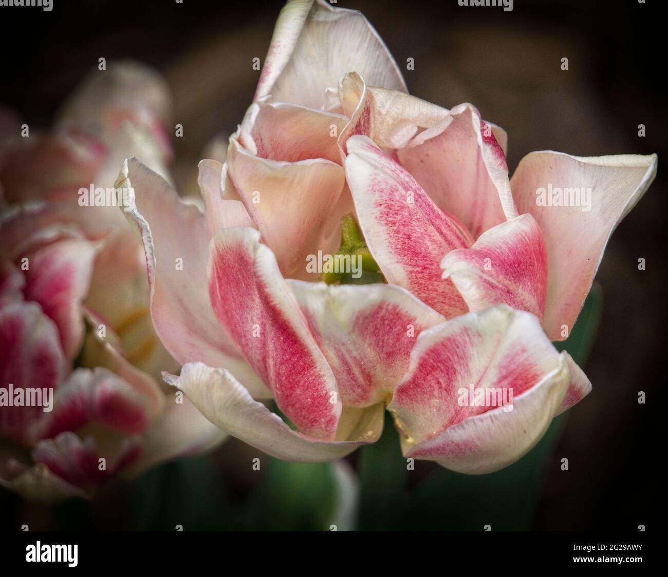 Gartenrosen Riley Park Calgary Alberta Stockfoto