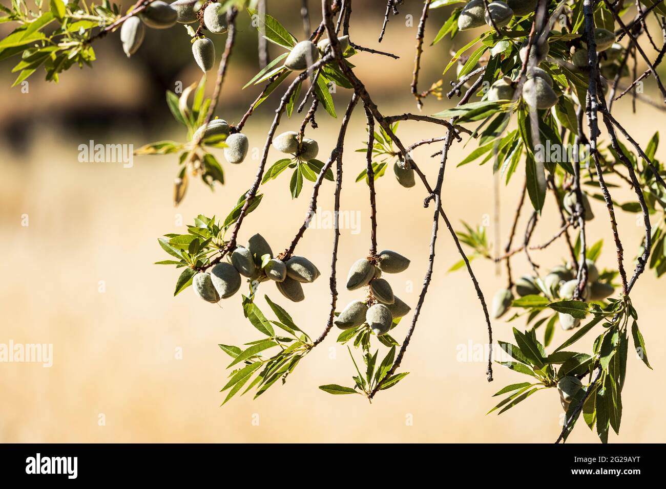 Mandelnüsse wachsen auf einem Baum mit goldenem Wiesenhintergrund, Prunis dulcis, Obst bei Arguayo, Santiago del Teide, Teneriffa, Kanarische Inseln, Spanien Stockfoto