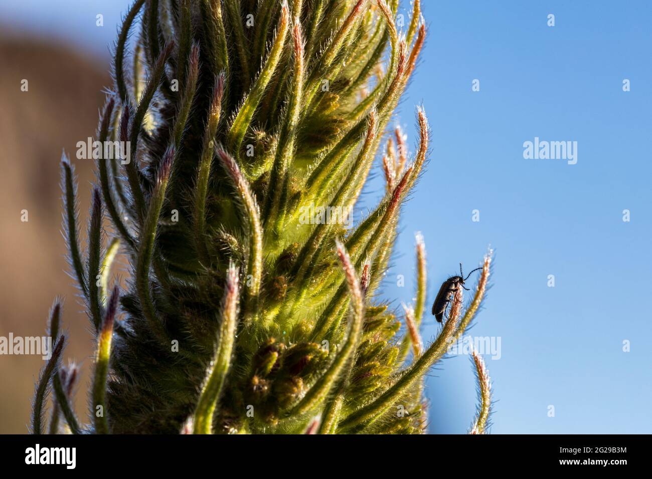 Echium wildpretii, Tajinaste rojo, Teide bugloss, rot blühende Pflanze im Nationalpark Las Canadas del Teide, Teneriffa, Kanarische Inseln, Spanien Stockfoto