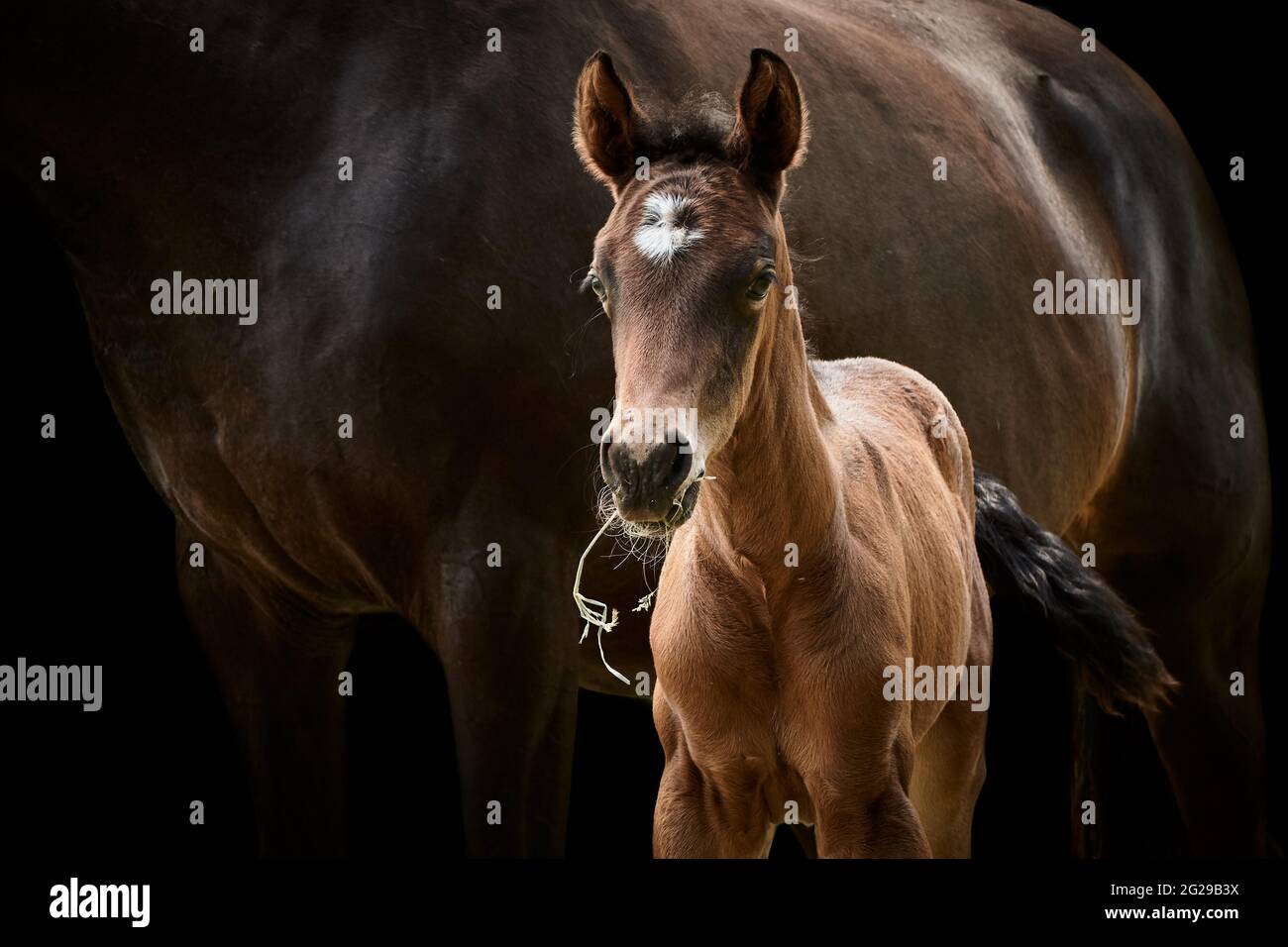 Vollblut Stutfohlenpferd steht in der Nähe der Stute isoliert auf schwarzem Hintergrund. Stockfoto