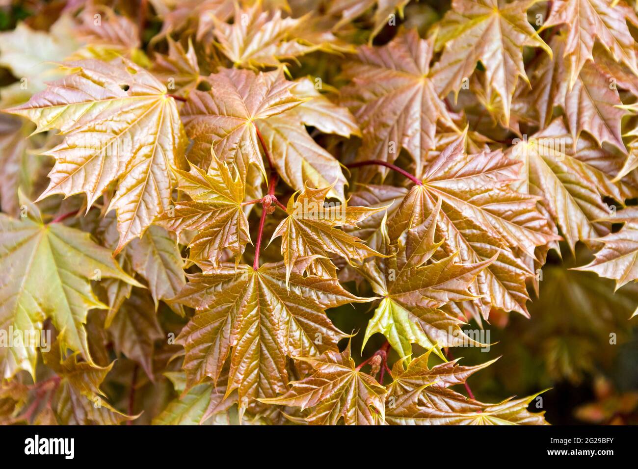 Neues Ahornblatt-Muster zu Beginn der Frühjahrssaison. Das Ahornblatt ist das am weitesten verbreitete nationale Symbol Kanadas. Stockfoto